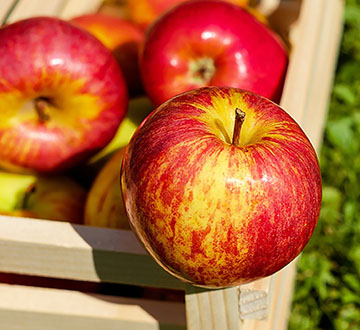apple