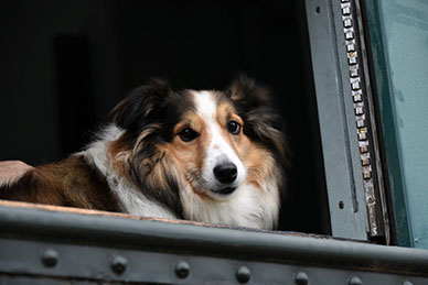 collie looking out the window of the kempton train