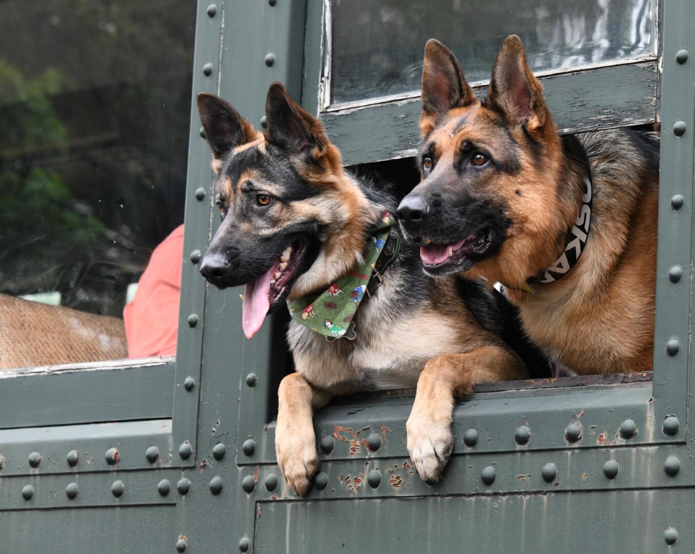 pair of german shepherds looking out the train window