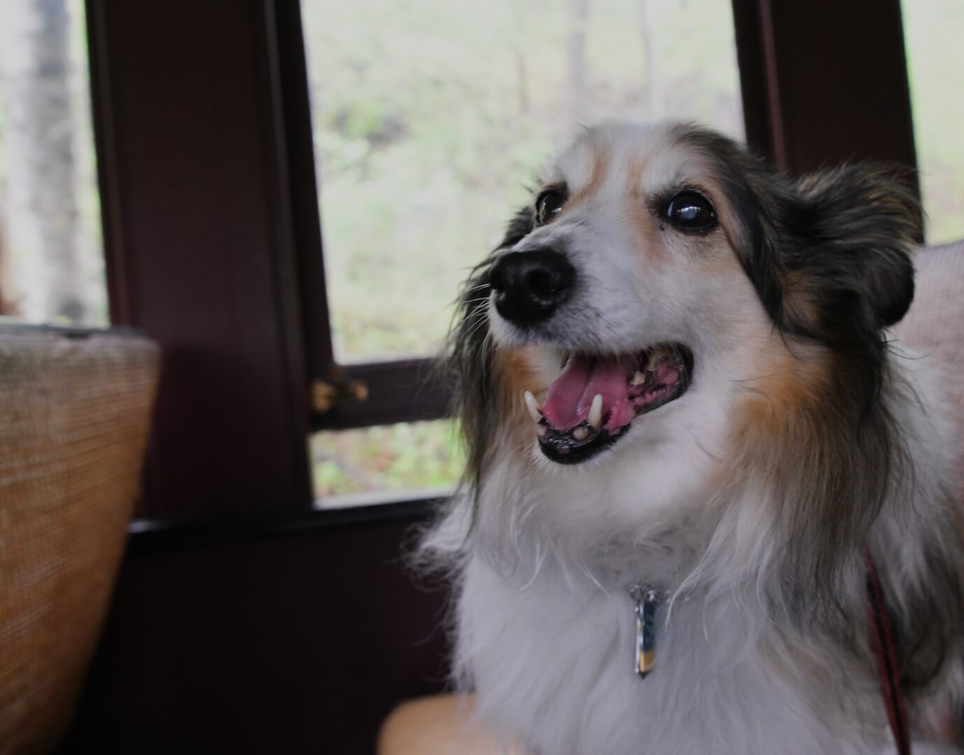 herding dog on the train