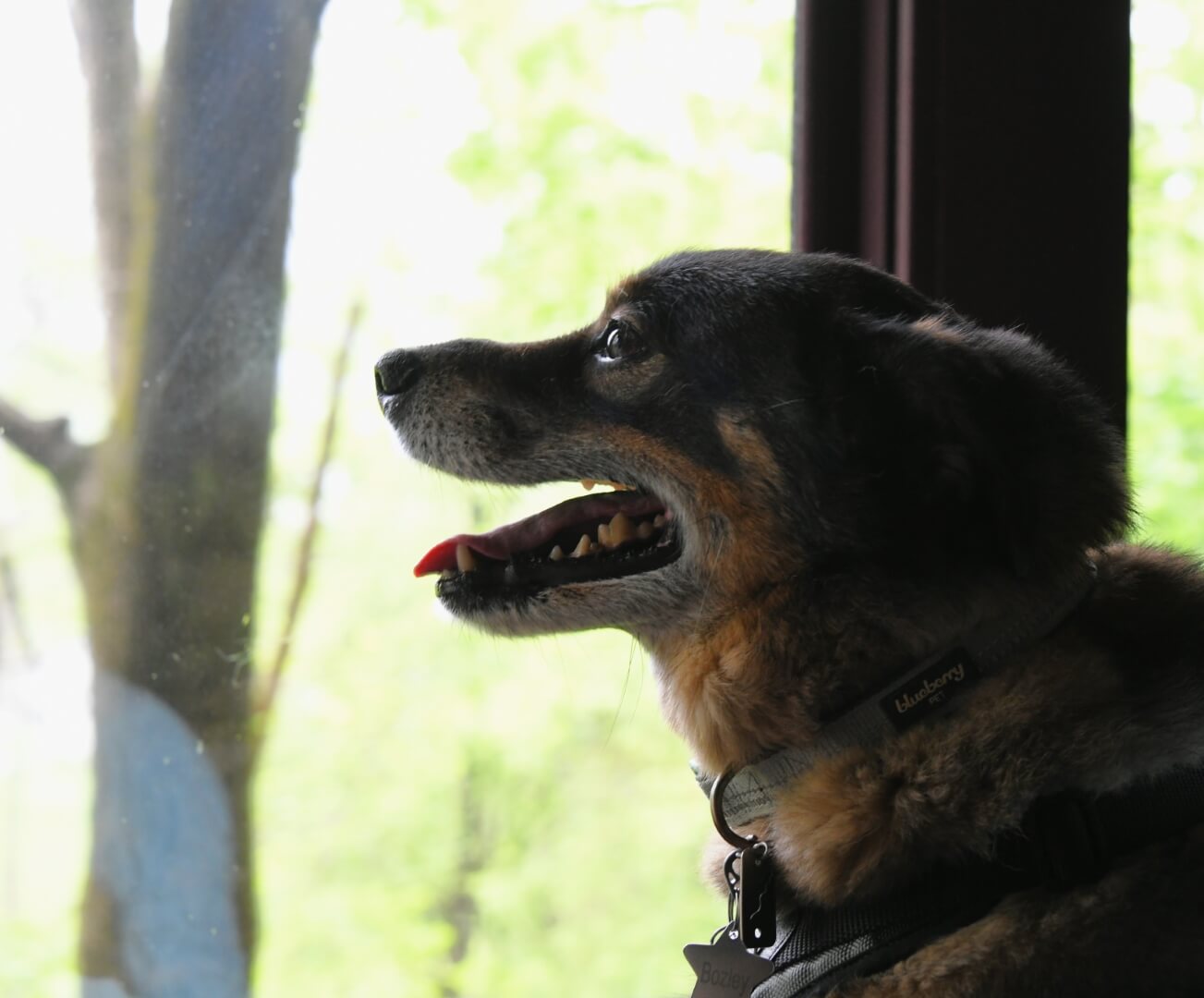 dog happily looking out the window