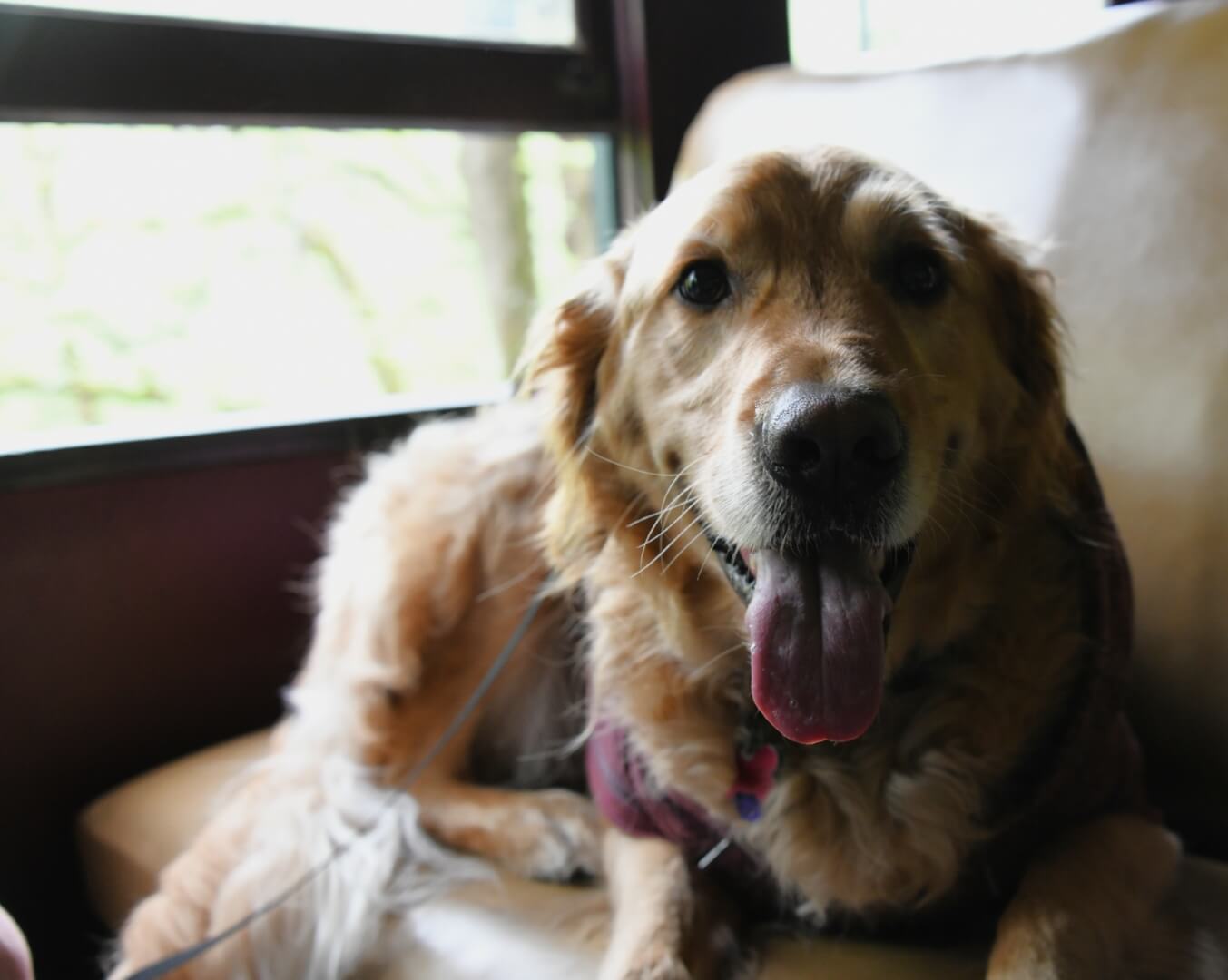golden labrador sitting politely on the train