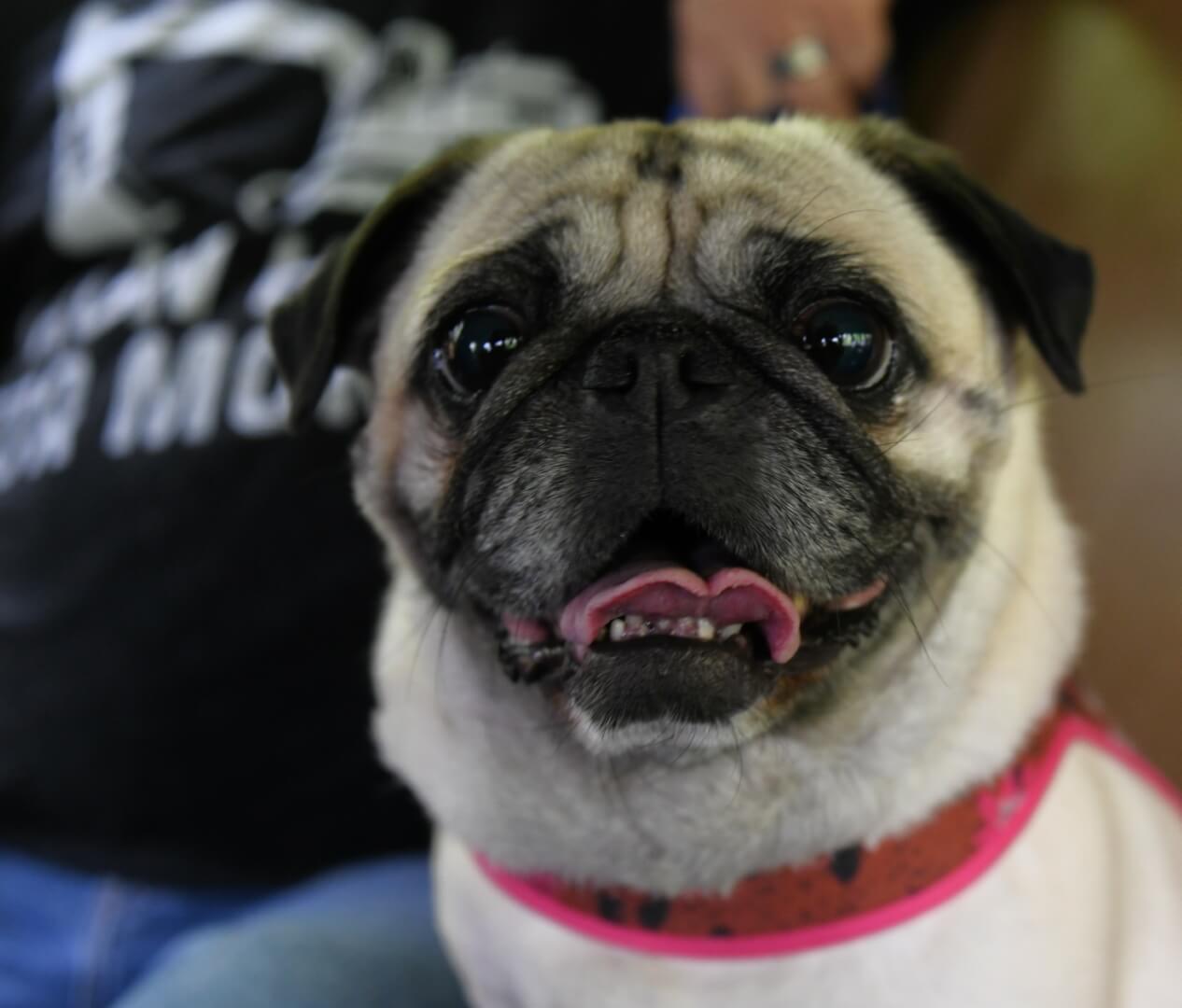 pug happy to ride the train