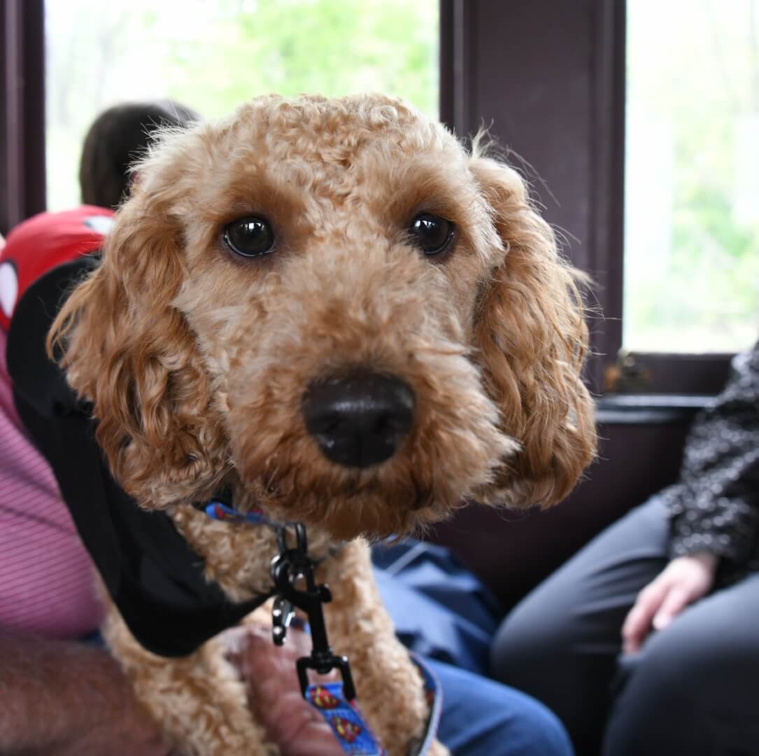doodle dog curious about the train
