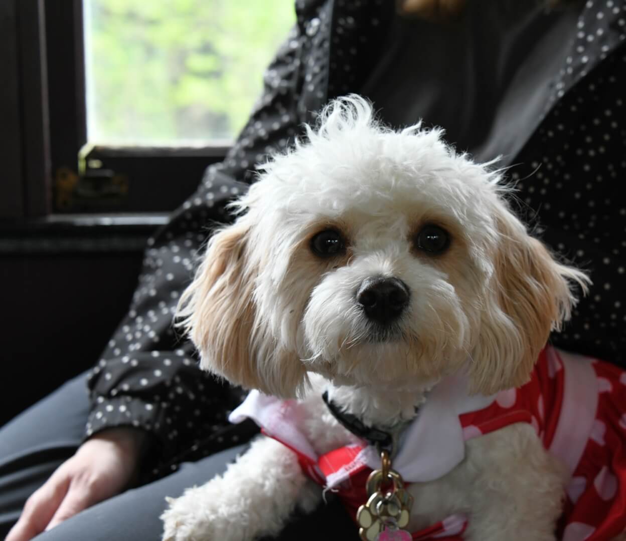 lapdog enjoying the train ride