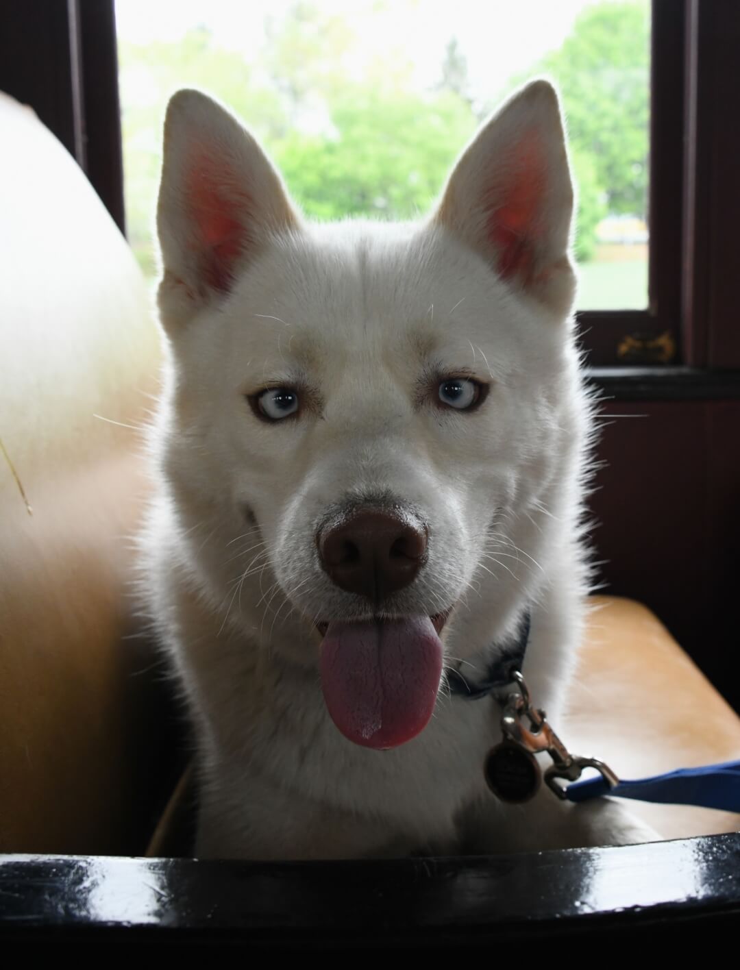 happy husky on a seat by the window