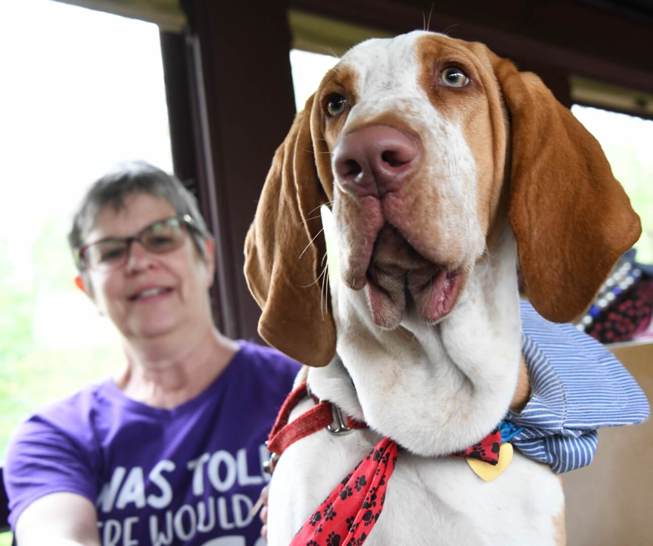 happy hound riding the train