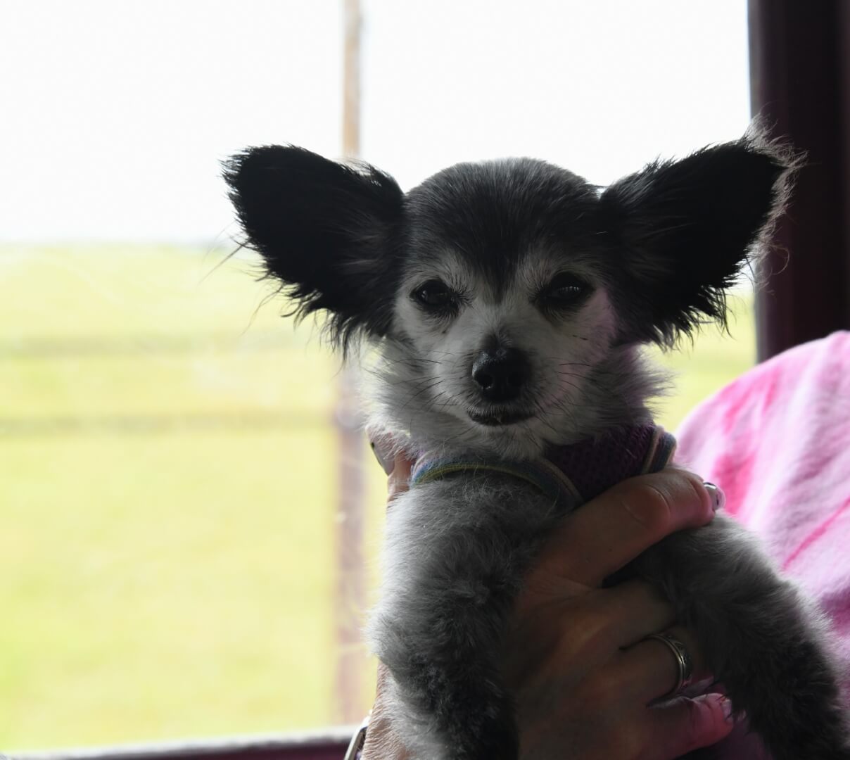 furry chihuahua on the train