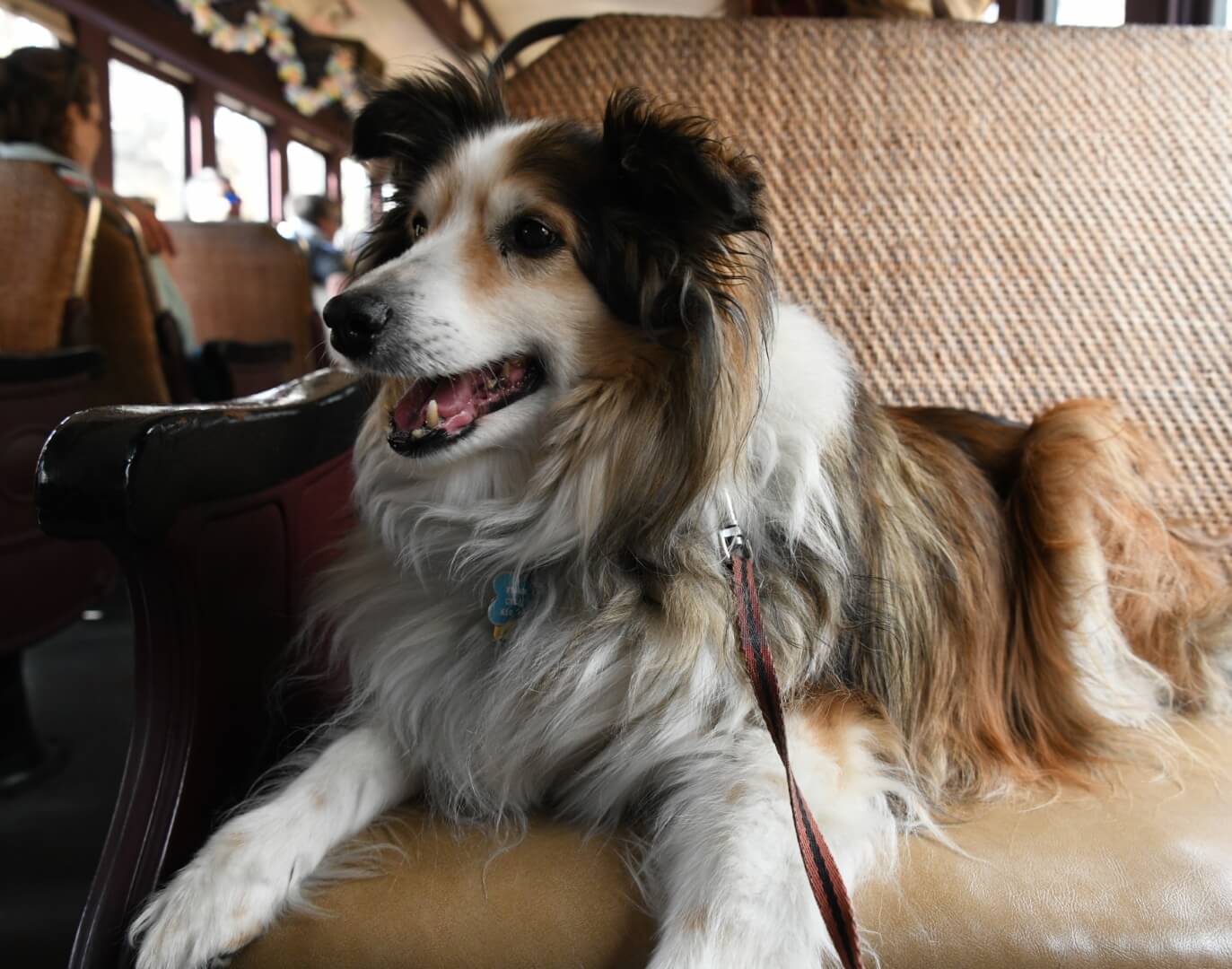 herding dog excited for a train ride