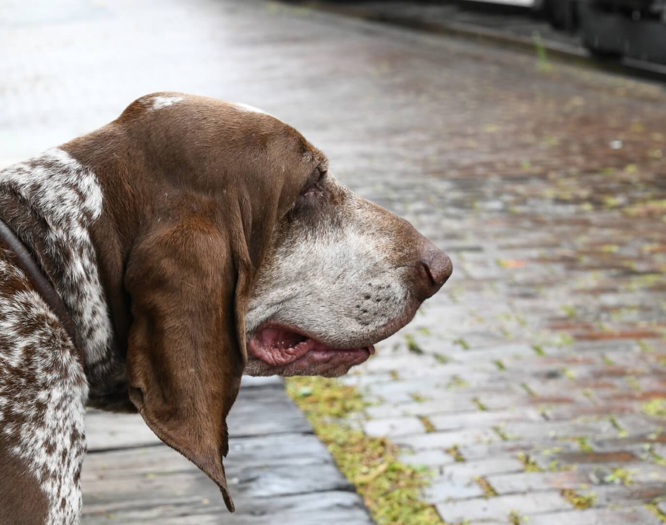 hound dog waiting for the train