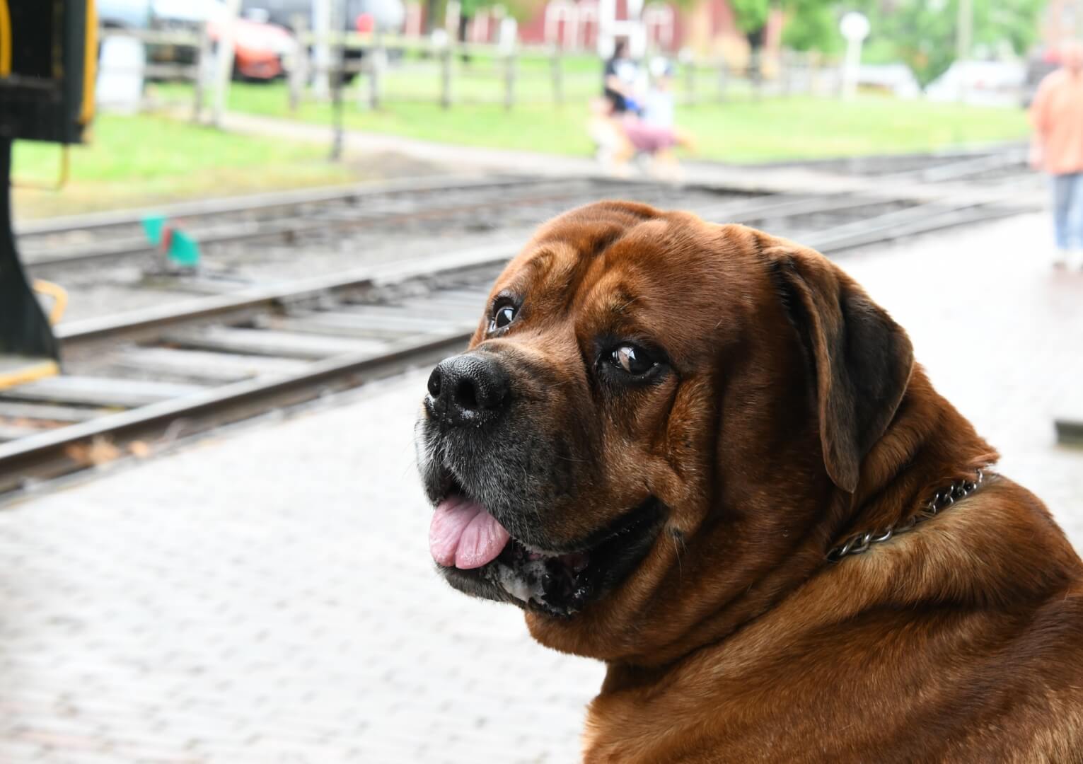 big brown dog waiting for the train