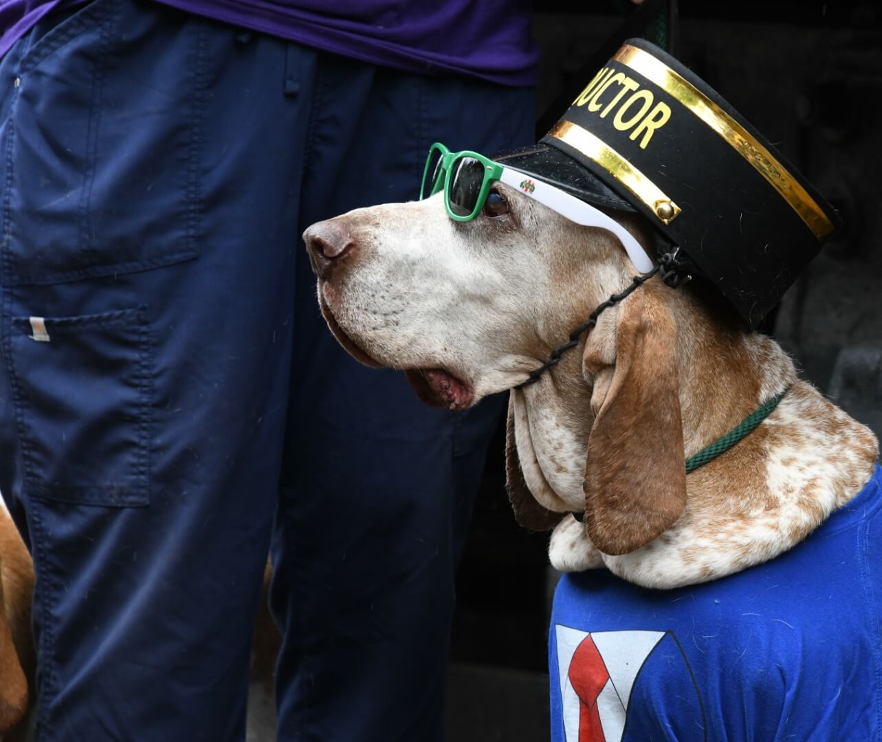 the head conductor dog for the bow wow express