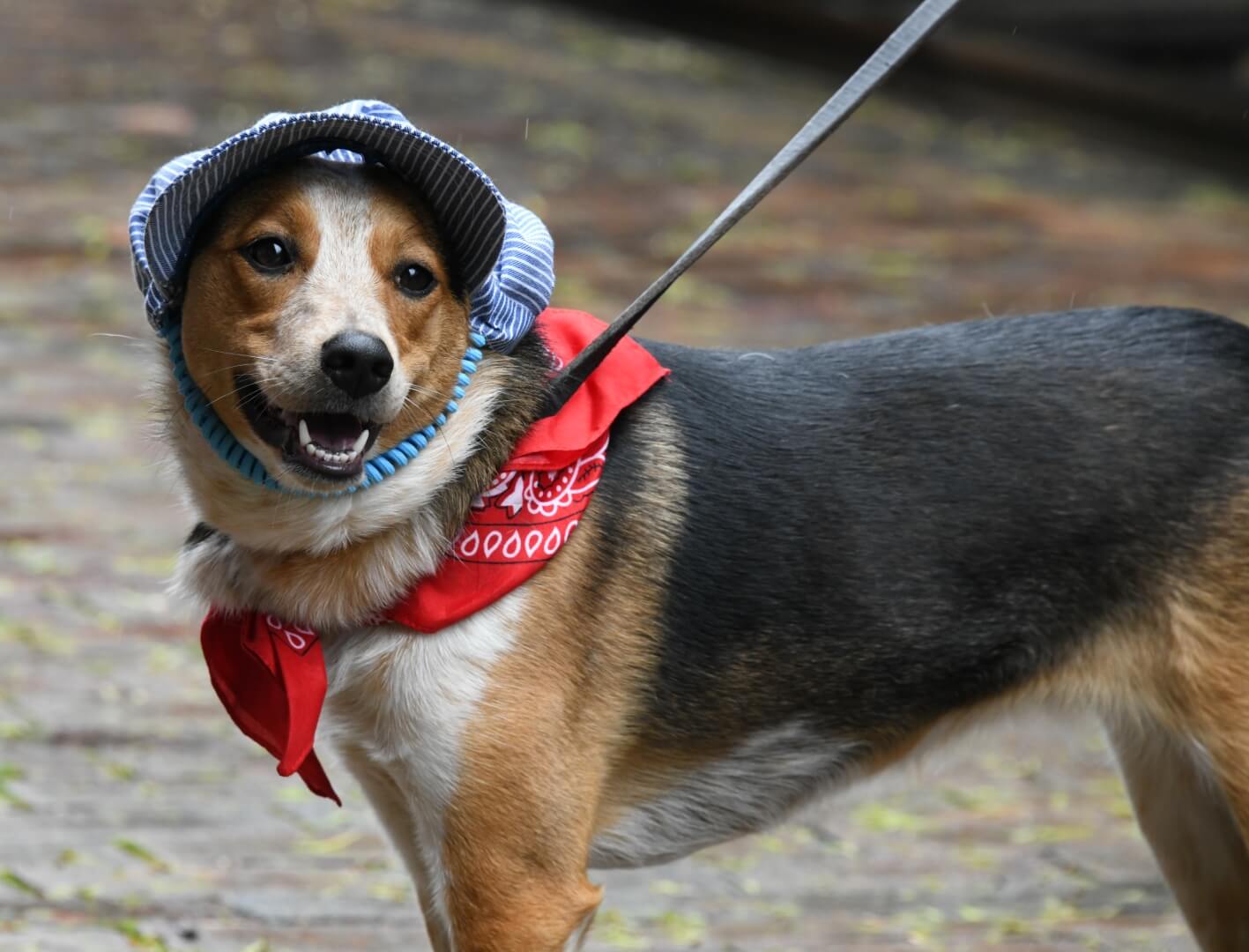 cute dog dressed as a conductor for the train