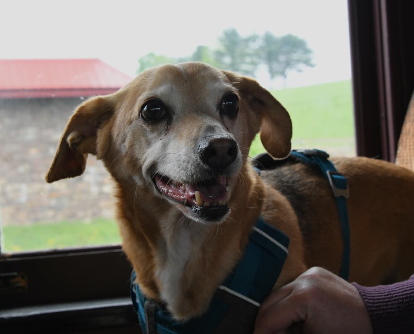 small dog riding the train